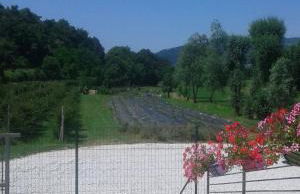 Agriturismo Terra e Lago d'Iseo Franciacorta - Foto 23