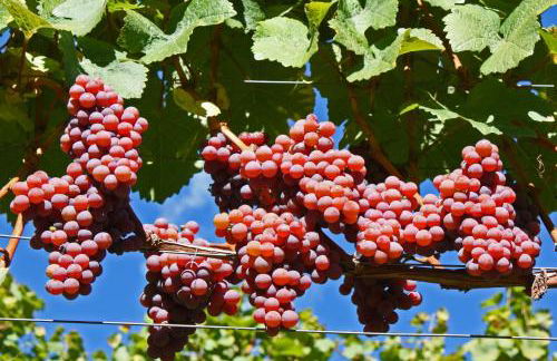 Schrotthof - Foto 13