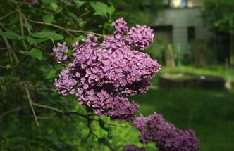 Leśny kasztel pod sosnami. Pokój w koronach drzew. - Foto 3