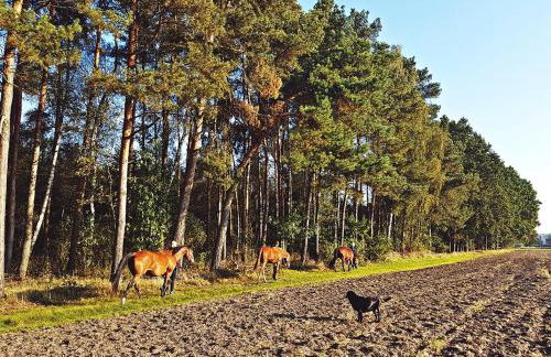 Agroturystyka Pod Modrzewiami - Foto 72