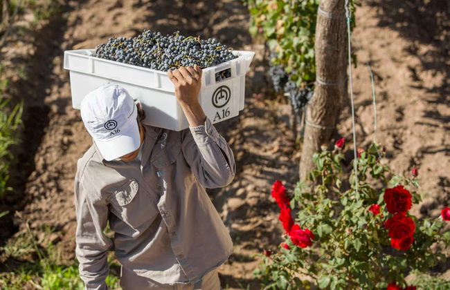 South Luján de Cuyo Wine Region Tour - Photo 9