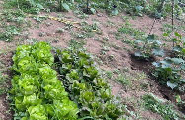 Agriturismo Orrido di Pino - Foto 29