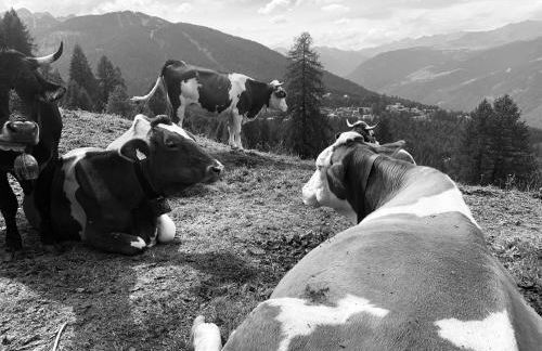 Lacasinapungitopo - Photo 28