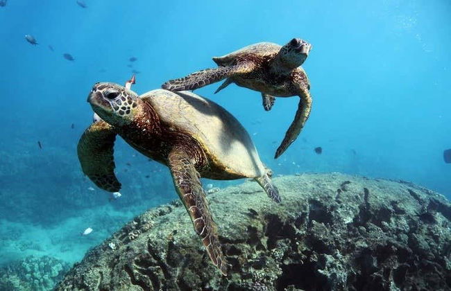 Oahu Dolphin or Turtle Watching & Snorkeling - Foto 9