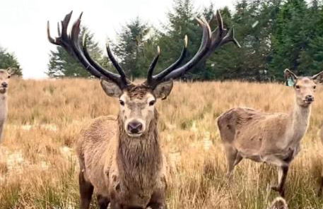 The Lodge at Muir Estate - Foto 48