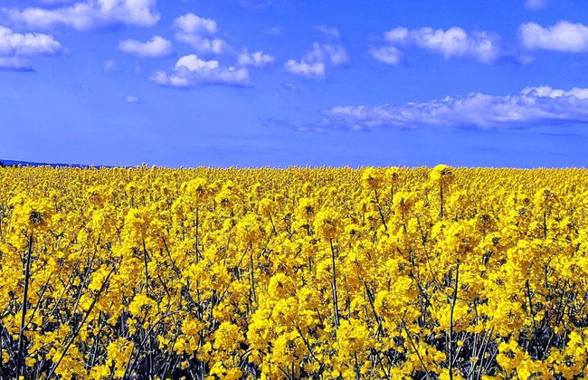 4 Person Holiday Home in Jaegerspris - Foto 13