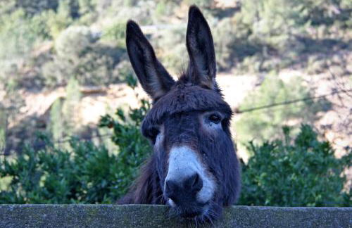 Hort de Mao - Photo 31