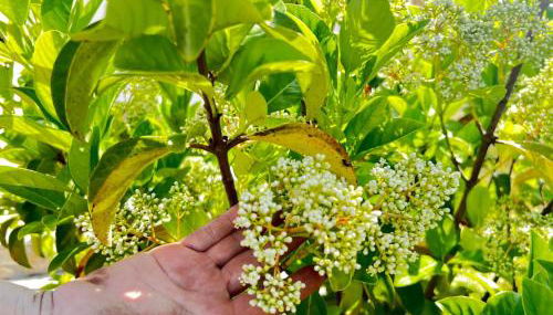 Agriturismo Molle - Foto 3, Garden