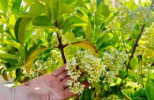 Agriturismo Molle - Foto 3