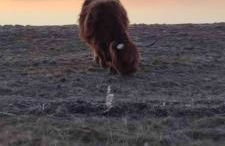 Ostsee-Feeling in Hohwacht - Kapitän NEMO - Meer- und strandnah - Großer Südbalkon - Blick ins Grüne - Foto 27