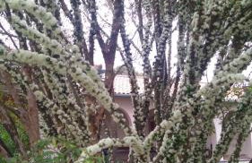 Casa de campo em Furnastur - Foto 41