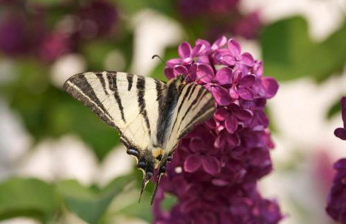 Punta Del Corno Agriturismo - Foto 37