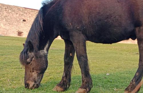 La Cabane des Trappeurs - Foto 52