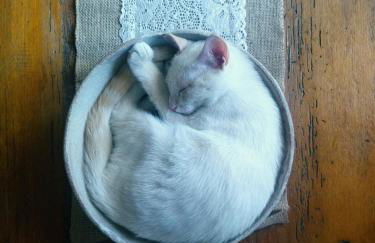 Il Bosco del Lebbio - Foto 14