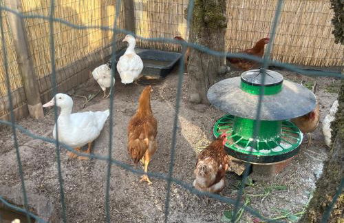 Refúgio das Tílias - Foto 24