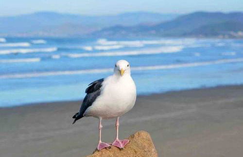 Pacific Coast Hwy Bunkhouse in San Luis Obispo - Foto 6