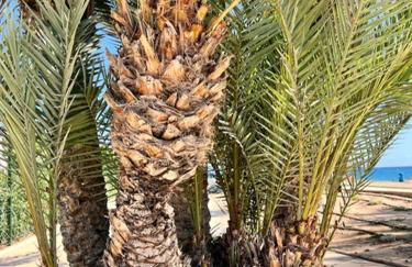 La Vila - Bolnou Seaviews - Photo 45