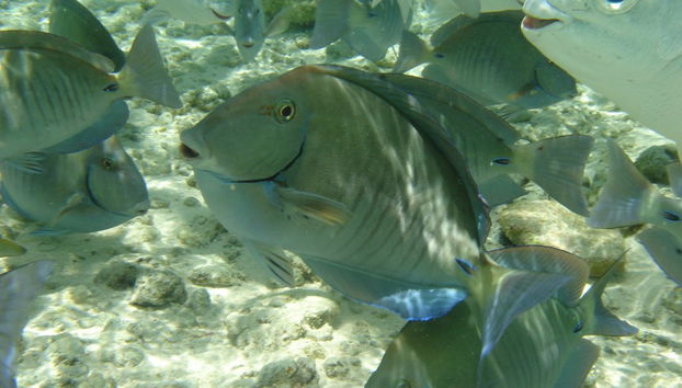 Excursion à Johnny Cay et visite à l'aquarium de San Andres - Photo 5