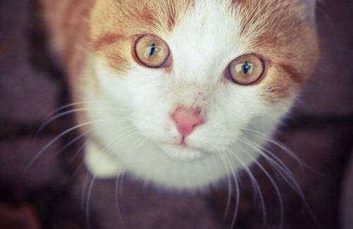 Ferienhof Gerda - Foto 58