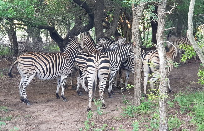 Hout Huisie Wooden House Self Catering Africa Bush Vacation In Marloth Park - Foto 18