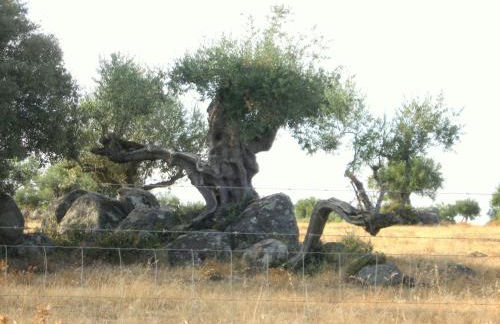 Casa da Comadre - Casas de Taipa - Foto 39