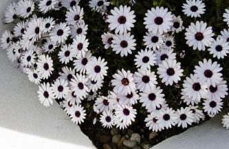 VILLA Centre Guethary piscine acces ocean a pied - Foto 7