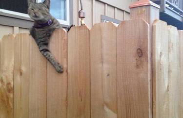 Garden Oasis at Banana Hale Studio - Foto 8