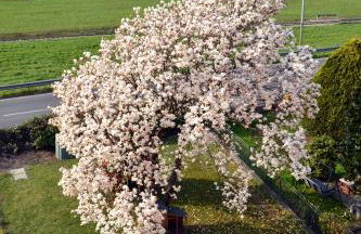 La Gallina - Foto 26