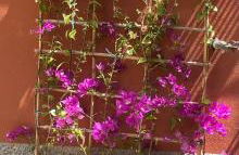 Il Sogno di Giorgio - Foto 1