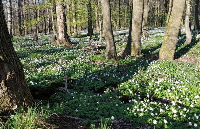 Lovely Apartment in Hesse - Foto 34