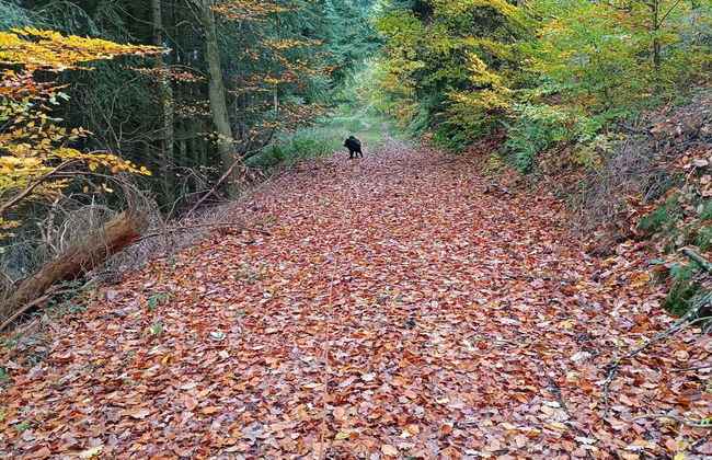 Ferienwohnung mit Bergblick - Foto 18