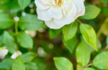 Comfortable apartment near the sea - Photo 68