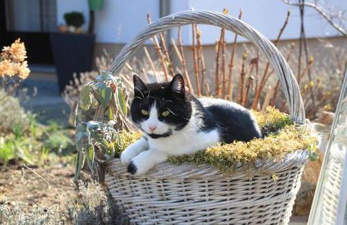 Ferienwohnung Kranichnest - Foto 15