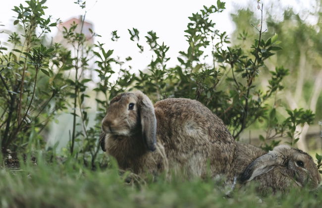 Moinho das Feteiras - Foto 50