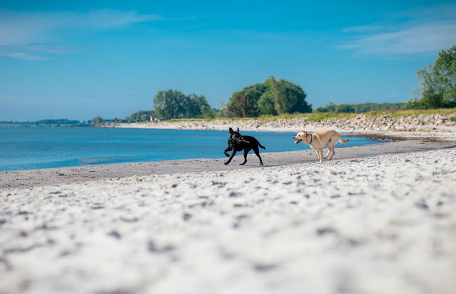Ferienhaus im Ostseeresort Dampland - Foto 31