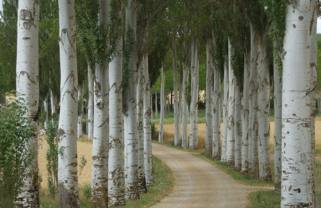 Finca Santa Eufemia - Foto 16