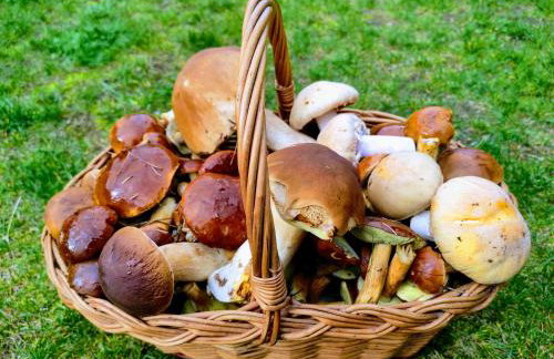 Tomaszówka - Domek na Kaszubach - Foto 42