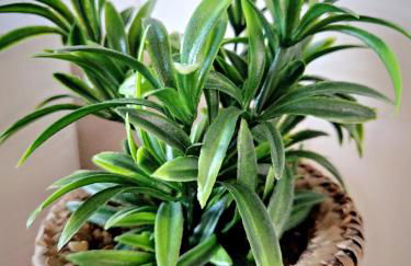 Le Trinidad - Foto 7