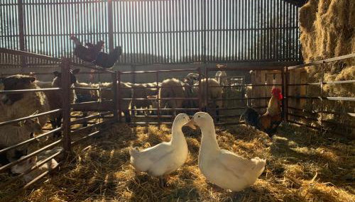 The Pig and Sty - Foto 5