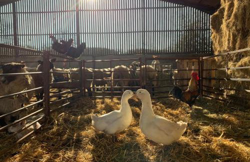 The Pig and Sty - Foto 11