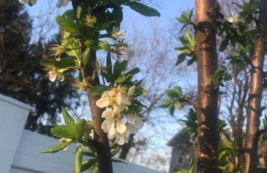 Luxurious 1875 centrally located Canton Akron home, expansive primary & sunset view - Foto 45