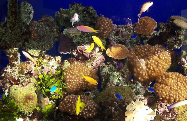 Biglietti per l'Acquario di Cala Gonone - Foto 1