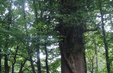 Haus Eifelinchen - Foto 34