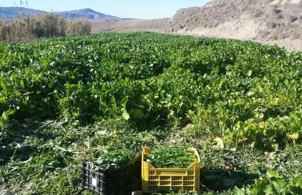 Agriturismo PETRA LUCANA - Photo 37