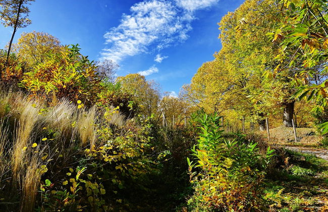 Agriturismo Bio I Rondinelli - Foto 51