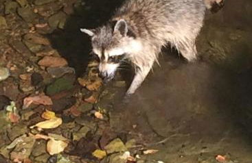 Brenda Lee History 2BR Villa Pool Hot Tub - Photo 55
