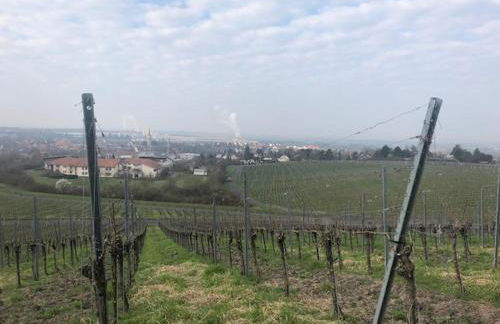 Ferienwohnung Weinberg - Foto 24