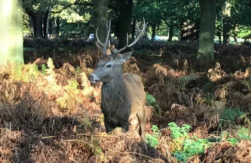 FoxesDen, Unique Eco Cabin, Dartmoor views - Foto 39
