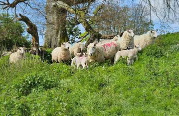 The Hideaway - Foto 13