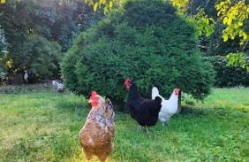 Ferienwohnung Teweshof in Rees am Niederrhein - Photo 27